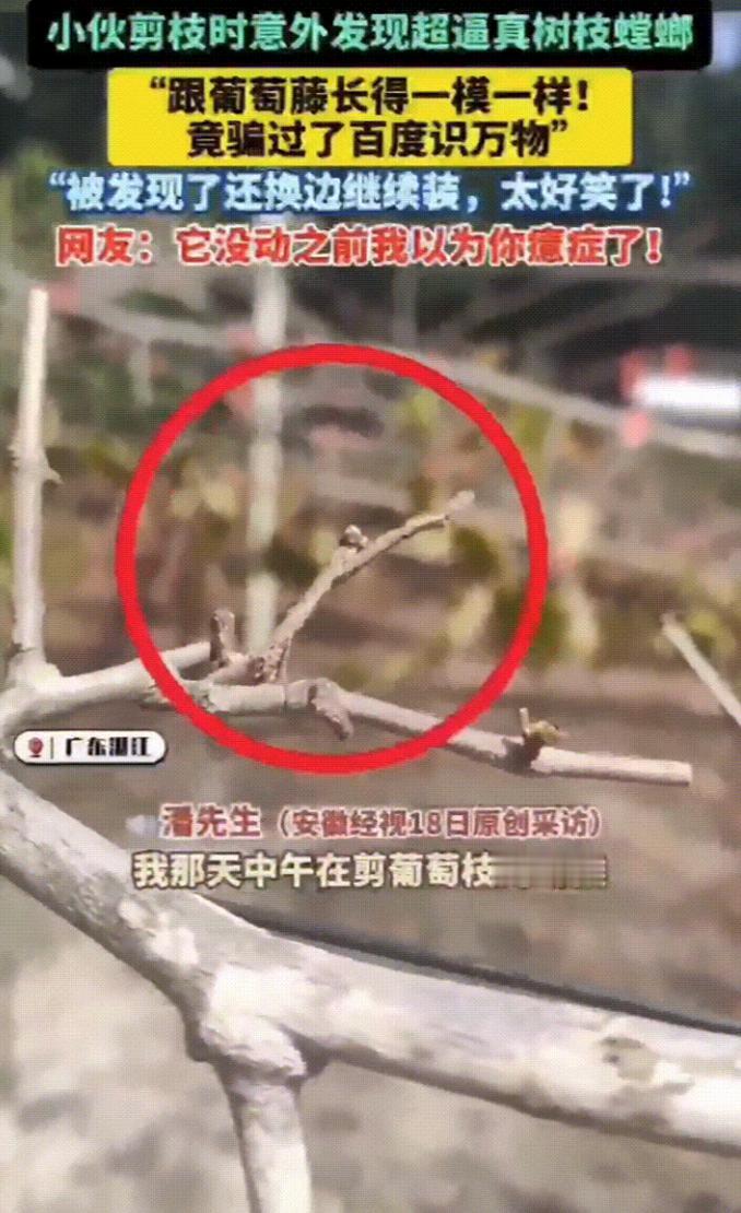 广东湛江，一男子在院子里修剪葡萄藤时，修着修着，手刚要碰到一根细枝，忽然停住了，