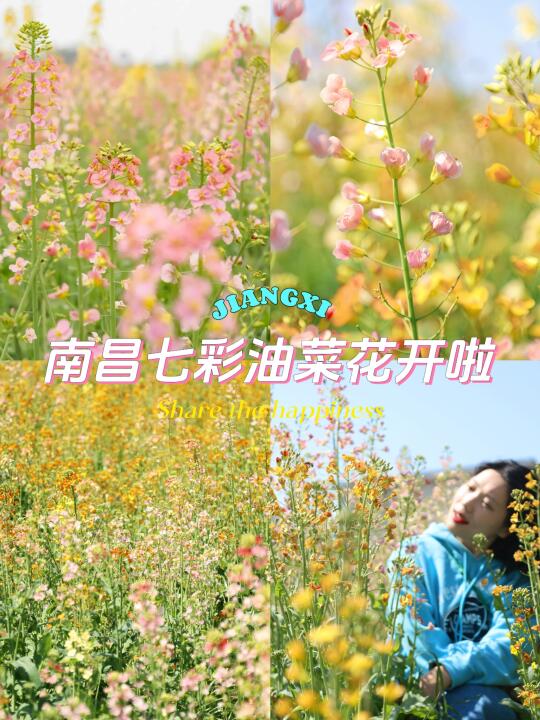 🌈春日限定🌸粉色油菜花开啦📍附详细地址