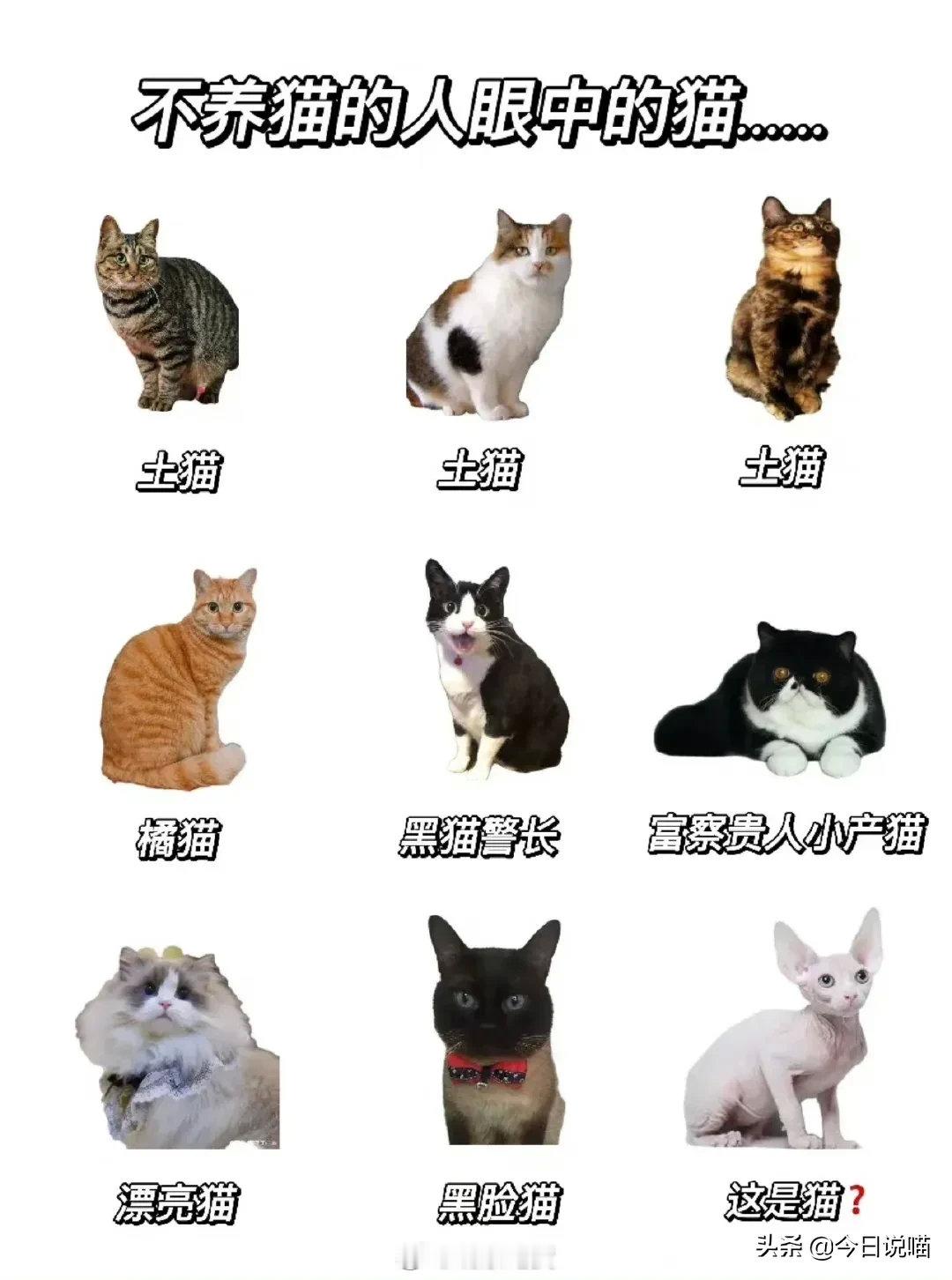 不养猫的人VS养猫的人，是这样的吗