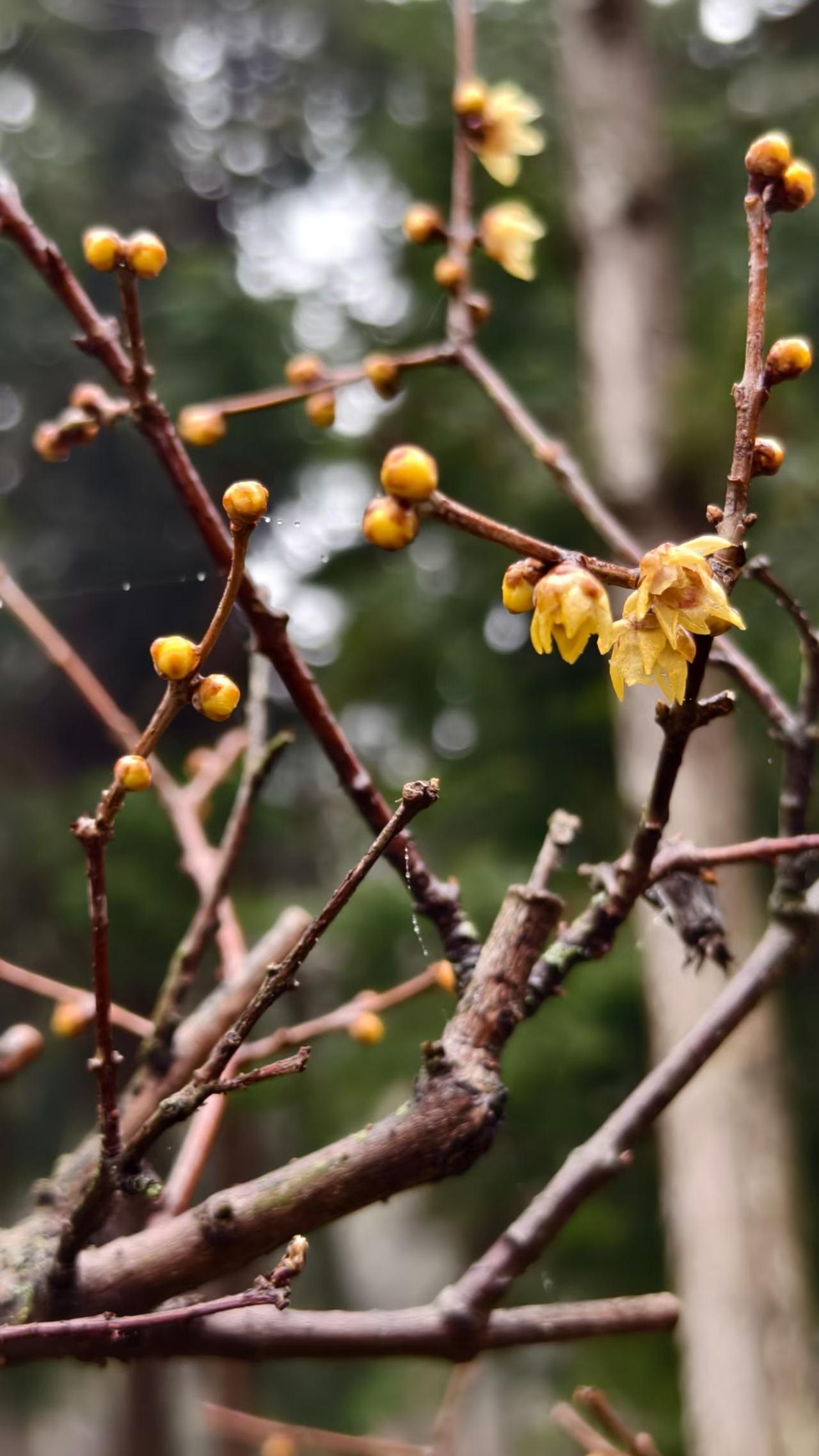 明天天气预报有暴雪，赶在雪到来之前，去观赏一下腊梅花，这个时节，最美的花，那冷冽