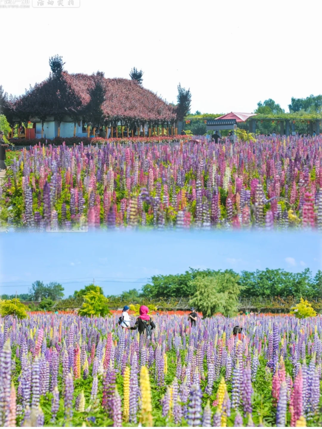 周末就能冲！西安出发1h赏绝美🌸鲁冰花海