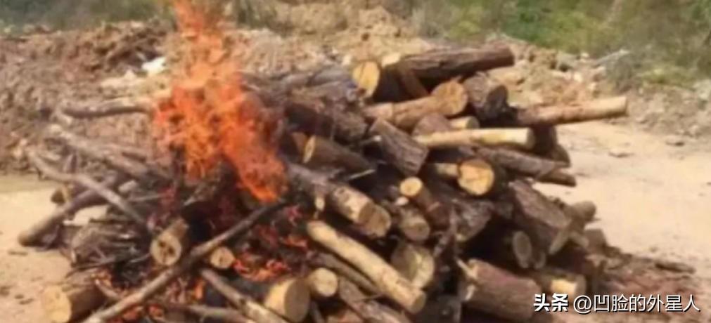 枯死的松树，实际比人还“珍贵”？中国林业局明令规定，禁止将枯死、腐坏的松树，当作