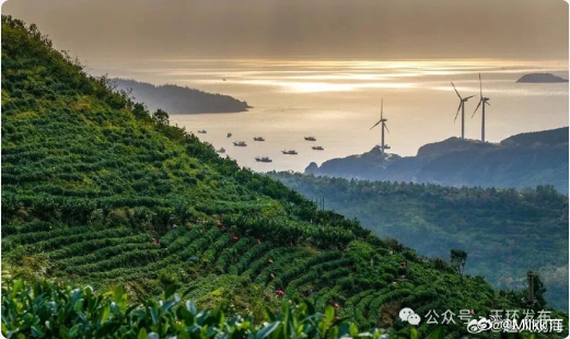 台州玉环火山茶入选国家级馆藏 玉环 “龙额” 火山红茶入选中国茶叶博物馆 202