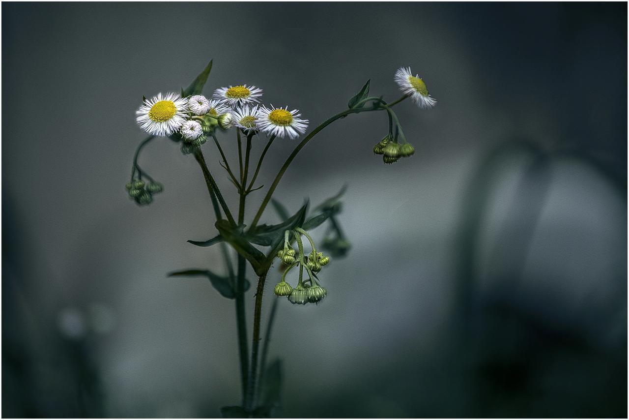 小公园里的路边草花。