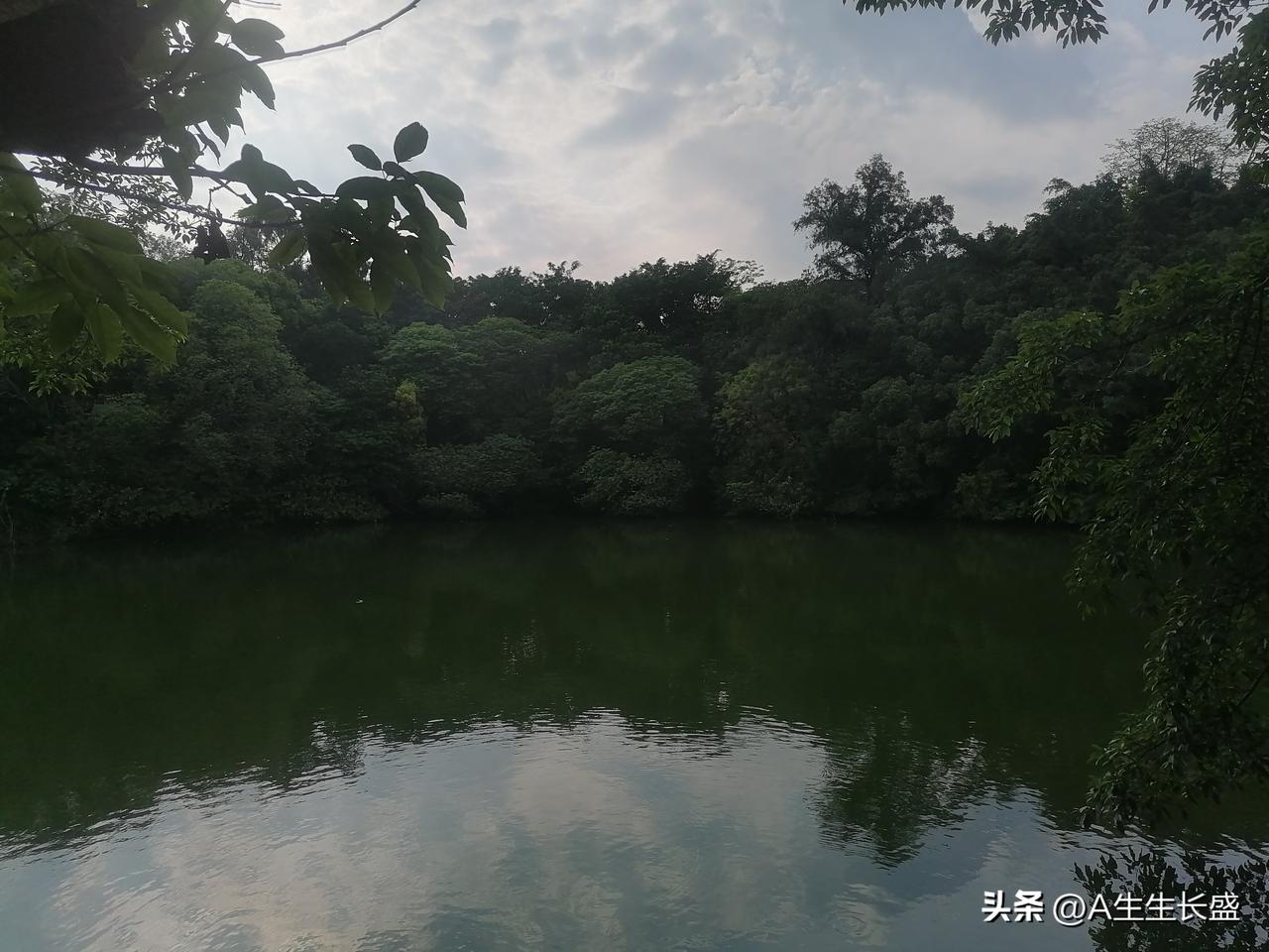 西湖入囗处，树木非常茂盛挺拔郁郁葱葱！