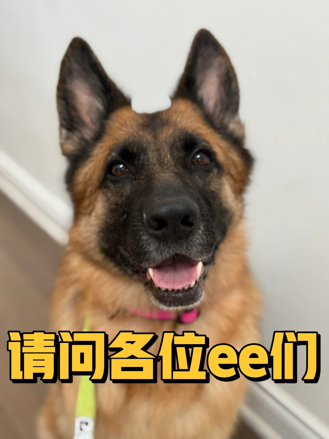 ee们喜欢什么样的宠物店黑五活动？