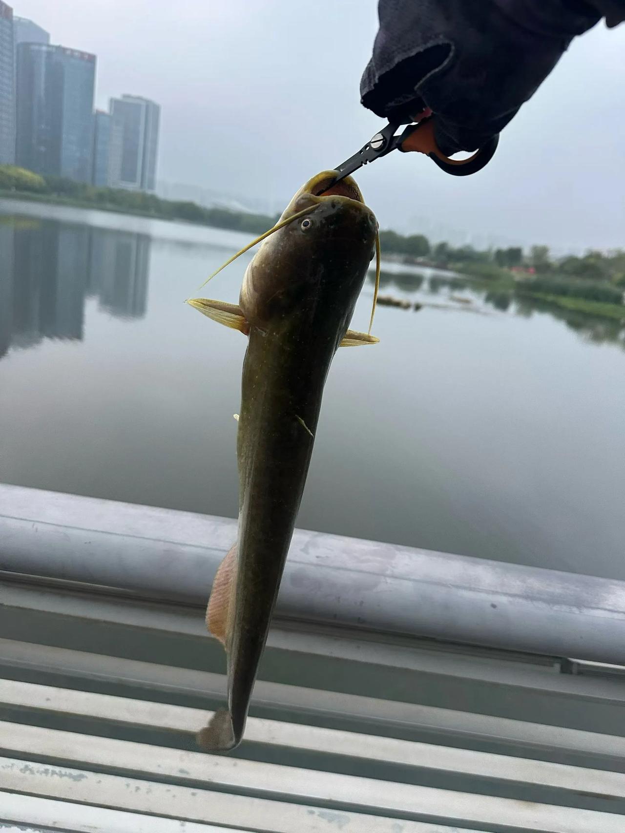 钓鱼是会上瘾的，风景好，放空的感觉很轻松。
以前以为钓鱼是为了吃鱼，后来发现钓鱼