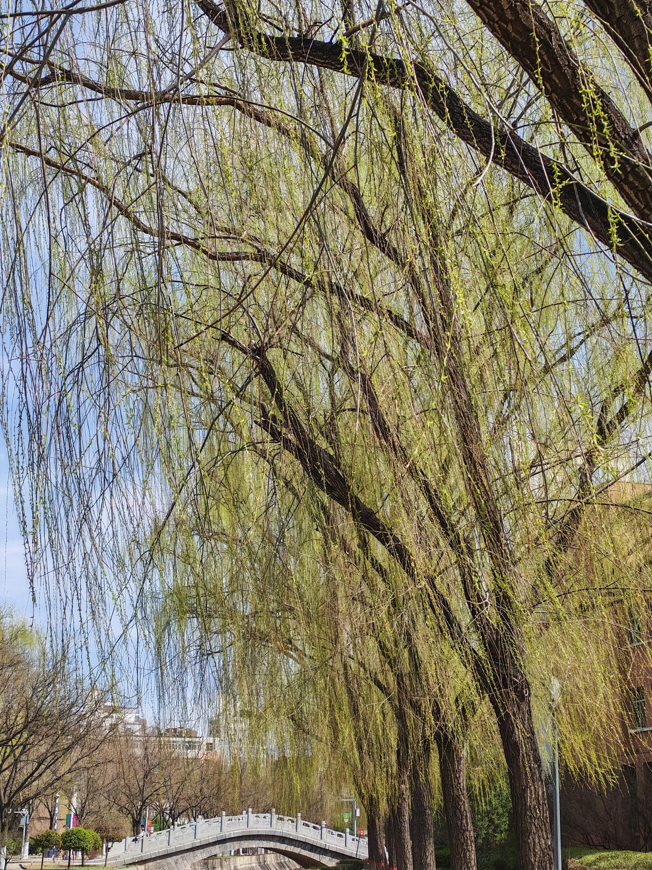 晒图笔记大赛太原·满园翠色关不住，最是一年春明媚。