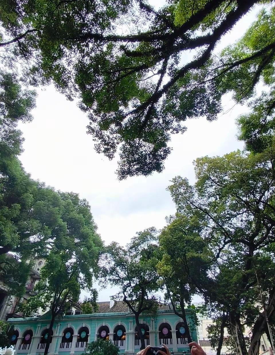 如果我说 我坐了一个多小时就是为了拍这个爱心树会不会觉得我很傻呢广州 沙面岛