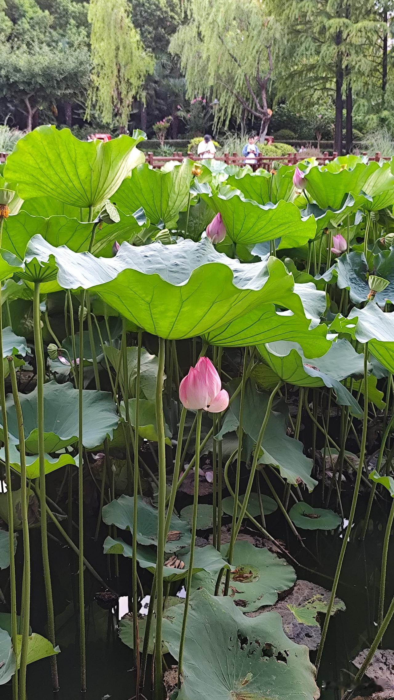 上联:种田种地种希望，诚邀下联画天画云画理想