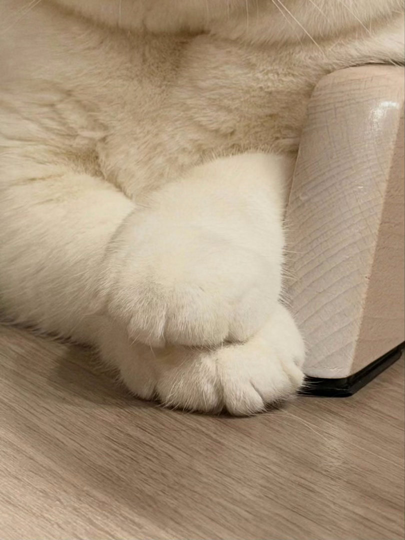 🐈 
