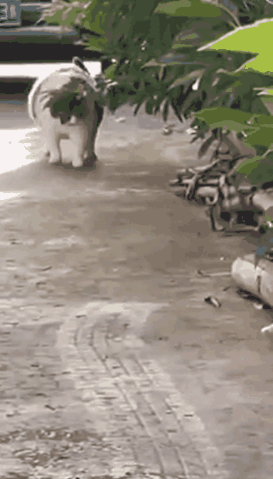 猫咪的气势走出来了，但为啥这么好笑？