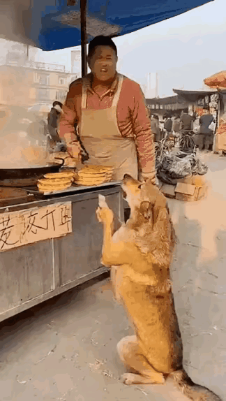 人心怎么这样冷漠

寒风中的市场里
在一处垃圾堆旁
金毛妈妈带着一窝小宝宝
饥肠