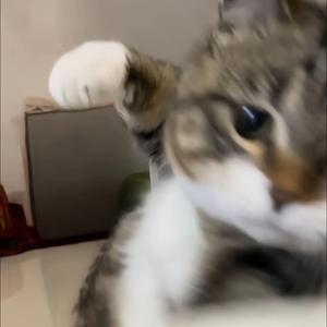 琉星球