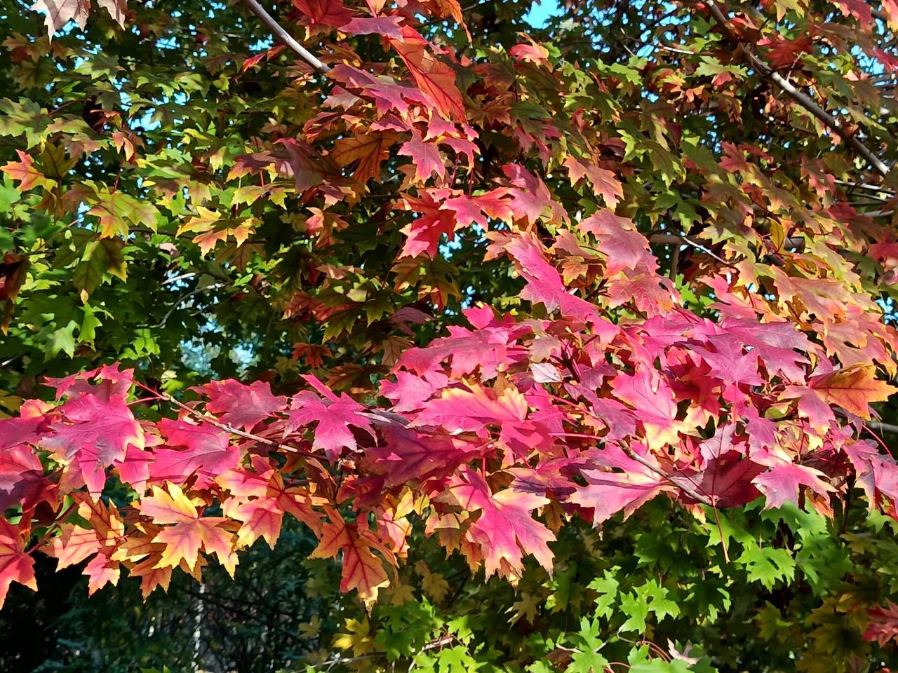 #分享秋日景色随手拍#

秋色无限好