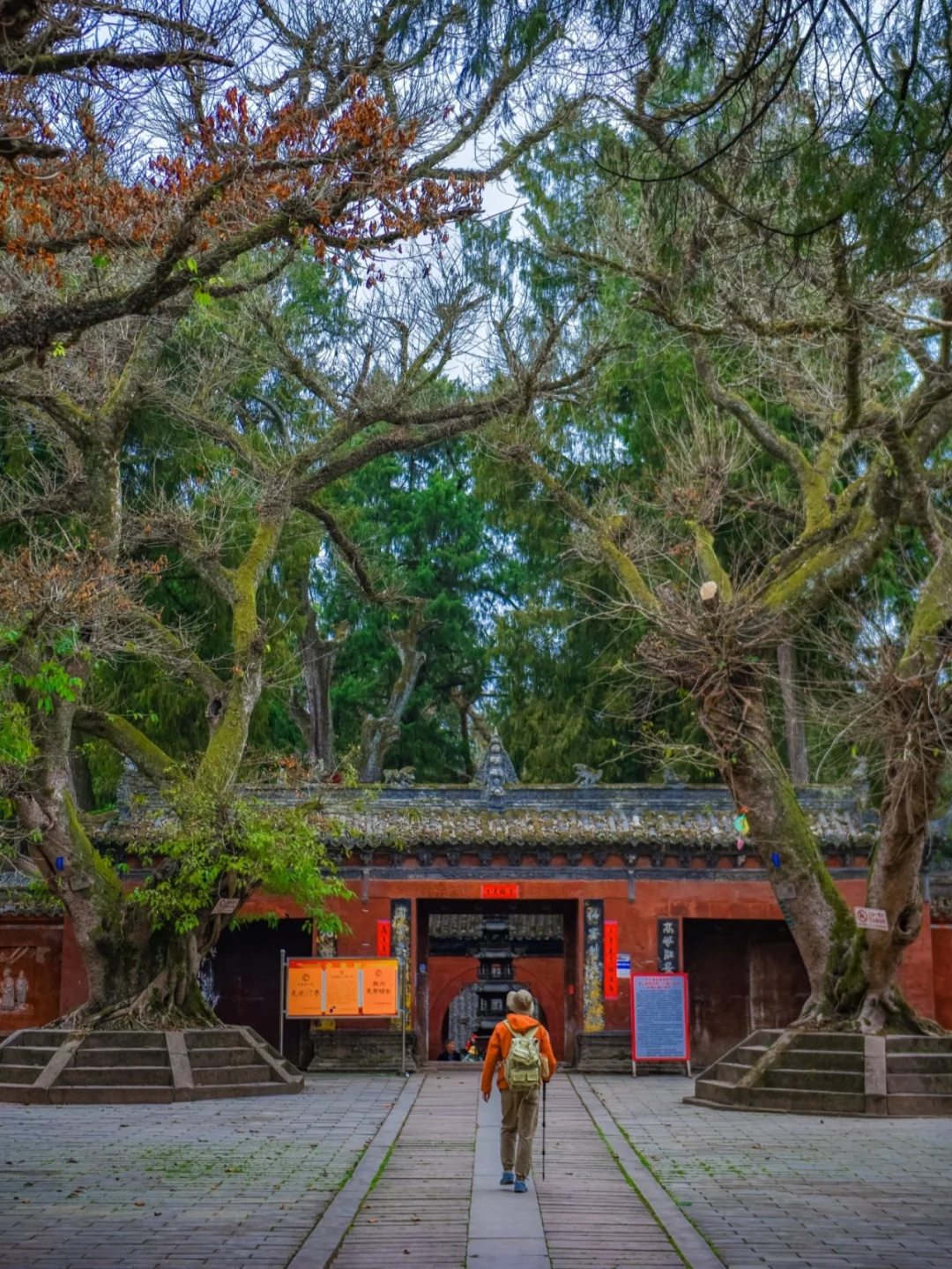 成都1.5h，徒步猫猫庙撸神猫🐱看神树🌲