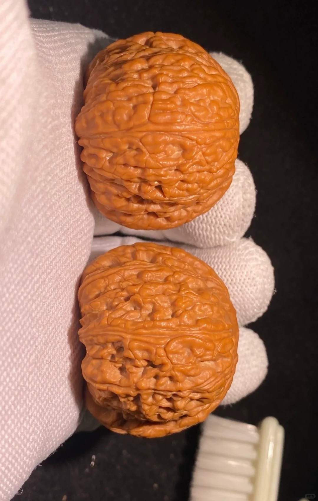 全品41泥鳅背狮子头！极品！