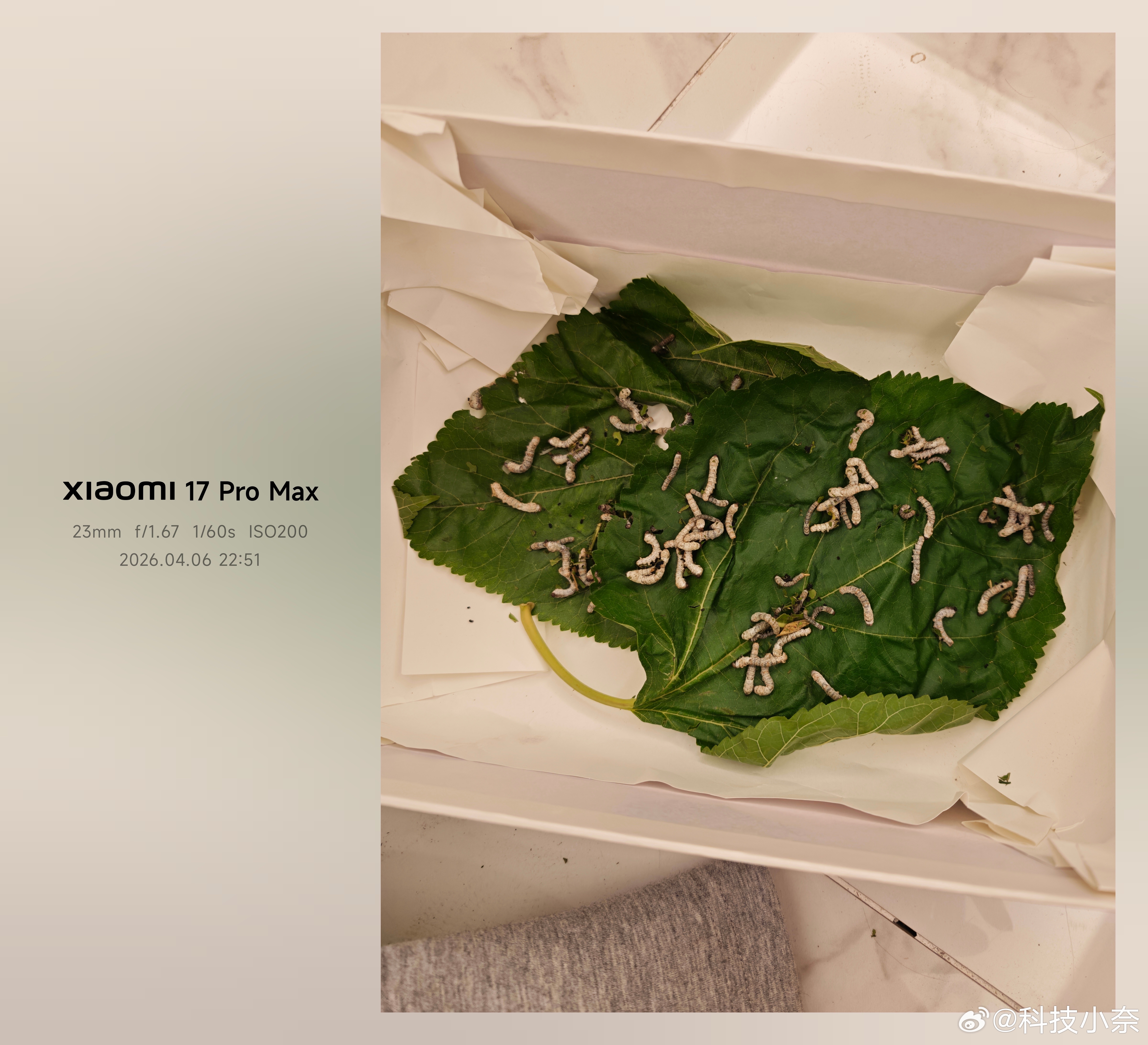 去年就说买点蚕给柚柚养着玩，毕竟我们小时候都养着玩过。前两天在网上下单，我寻思买