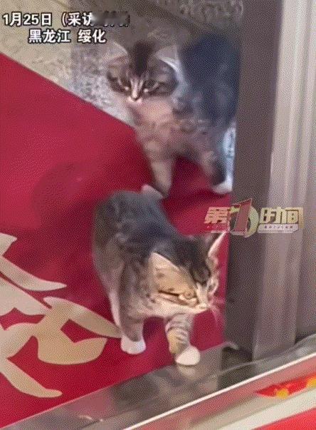 黑龙江，一女子新婚后第一天早上，一开门就惊喜地发现，一对可爱的小奶猫蹲她家门口。