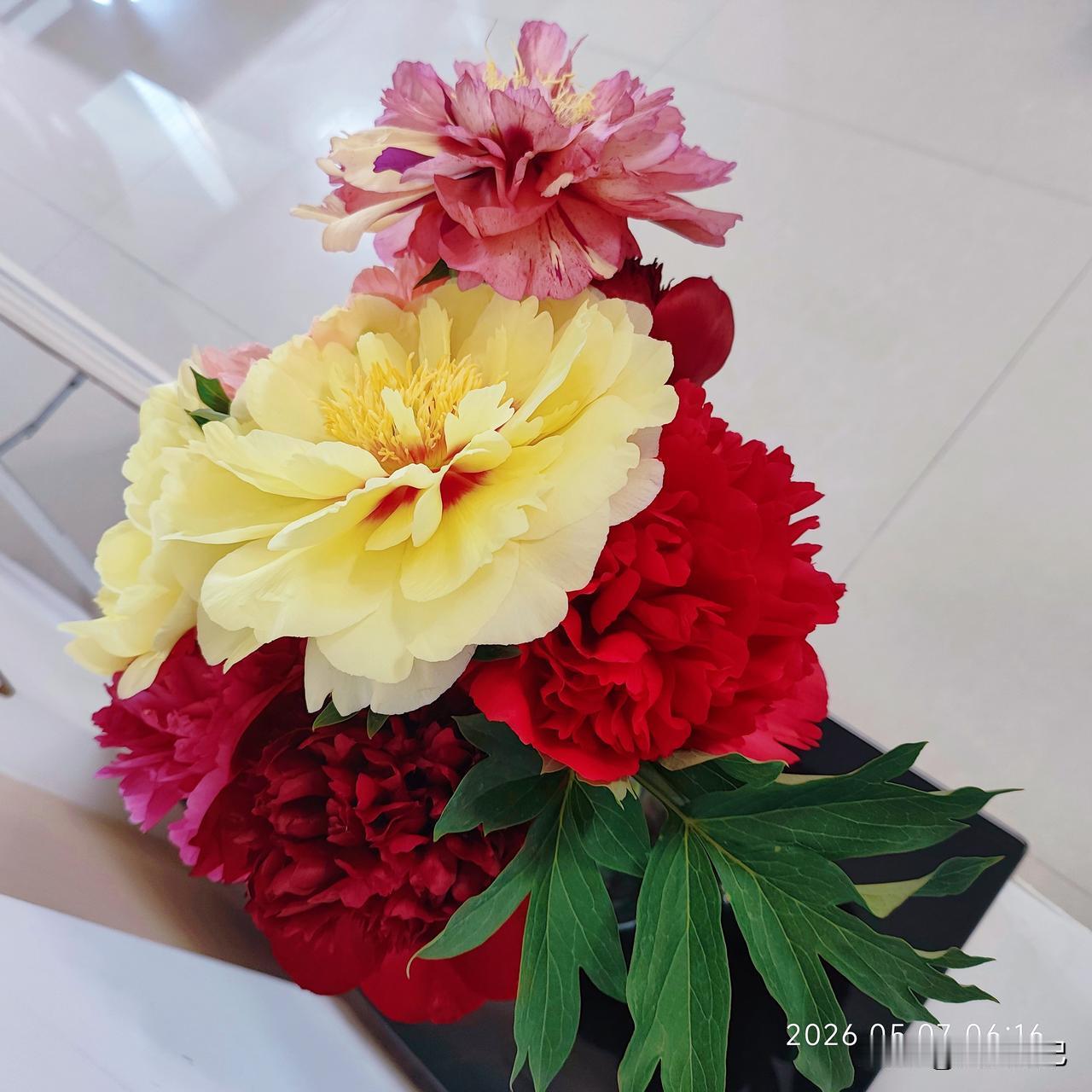 芍药开得正盛，每一朵都像精心雕琢的云霞。花瓣层层叠叠，粉白相间处晕染出温柔的渐变