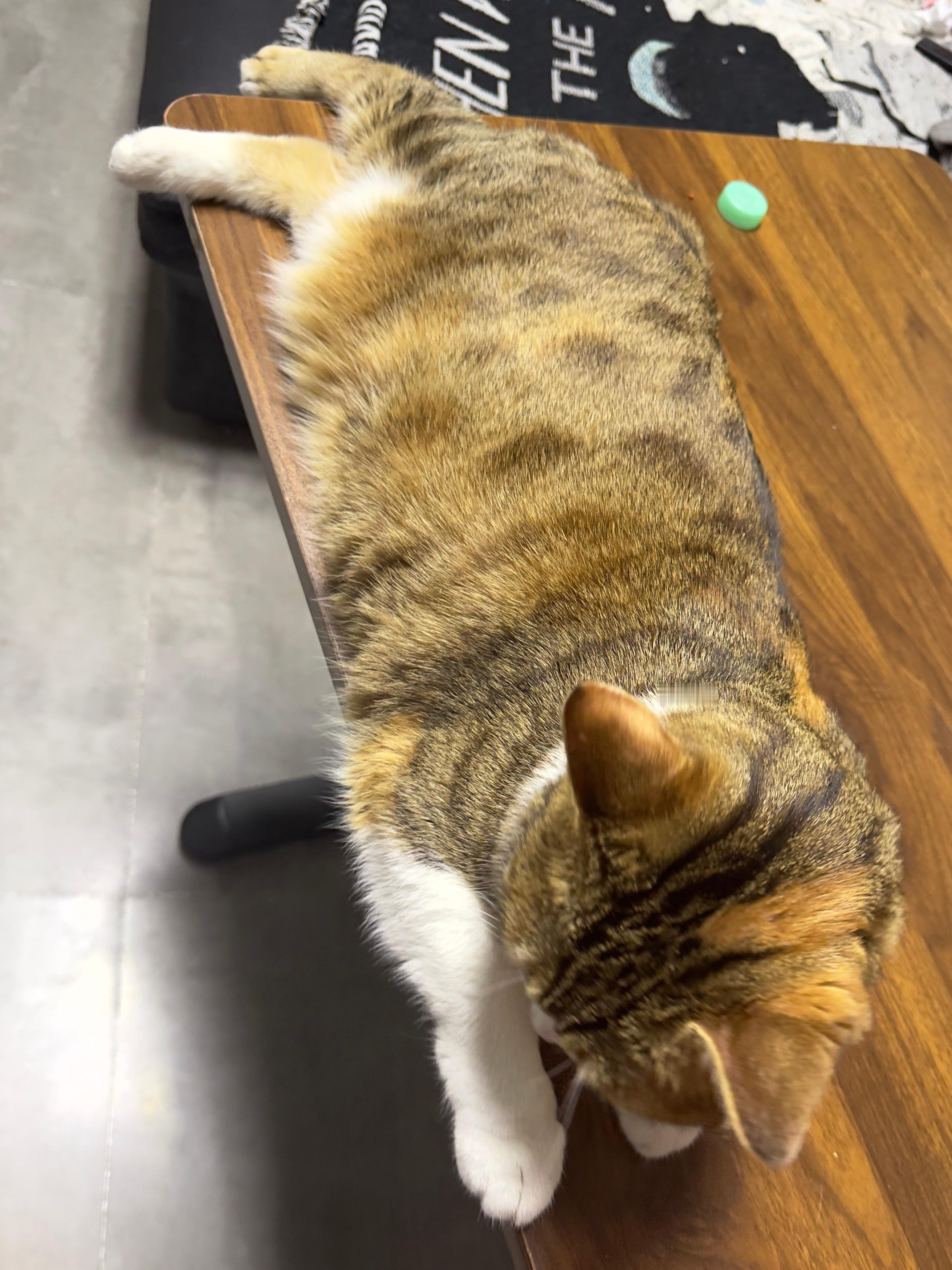感受猫猫毛发质量 