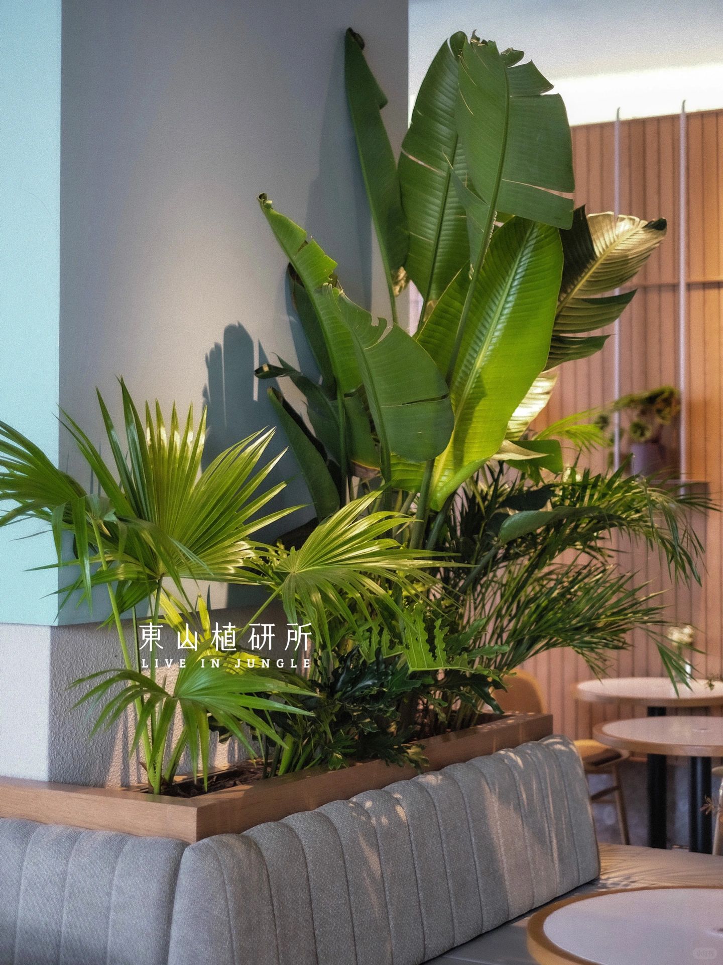 餐厅绿植卡座🌳打造氛围感用餐空间