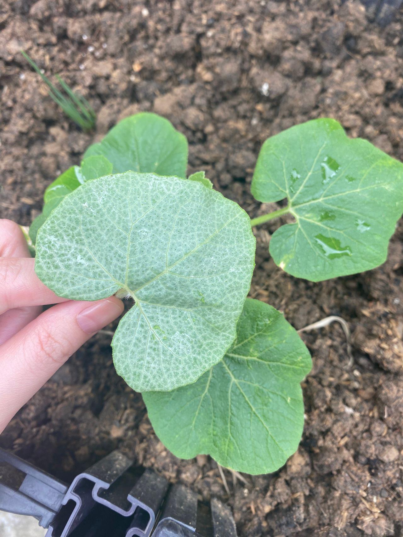 麻烦来个人帮帮忙吧 ><；要哭发财了，这些都是什么病害来的？
感觉我种的东西要全