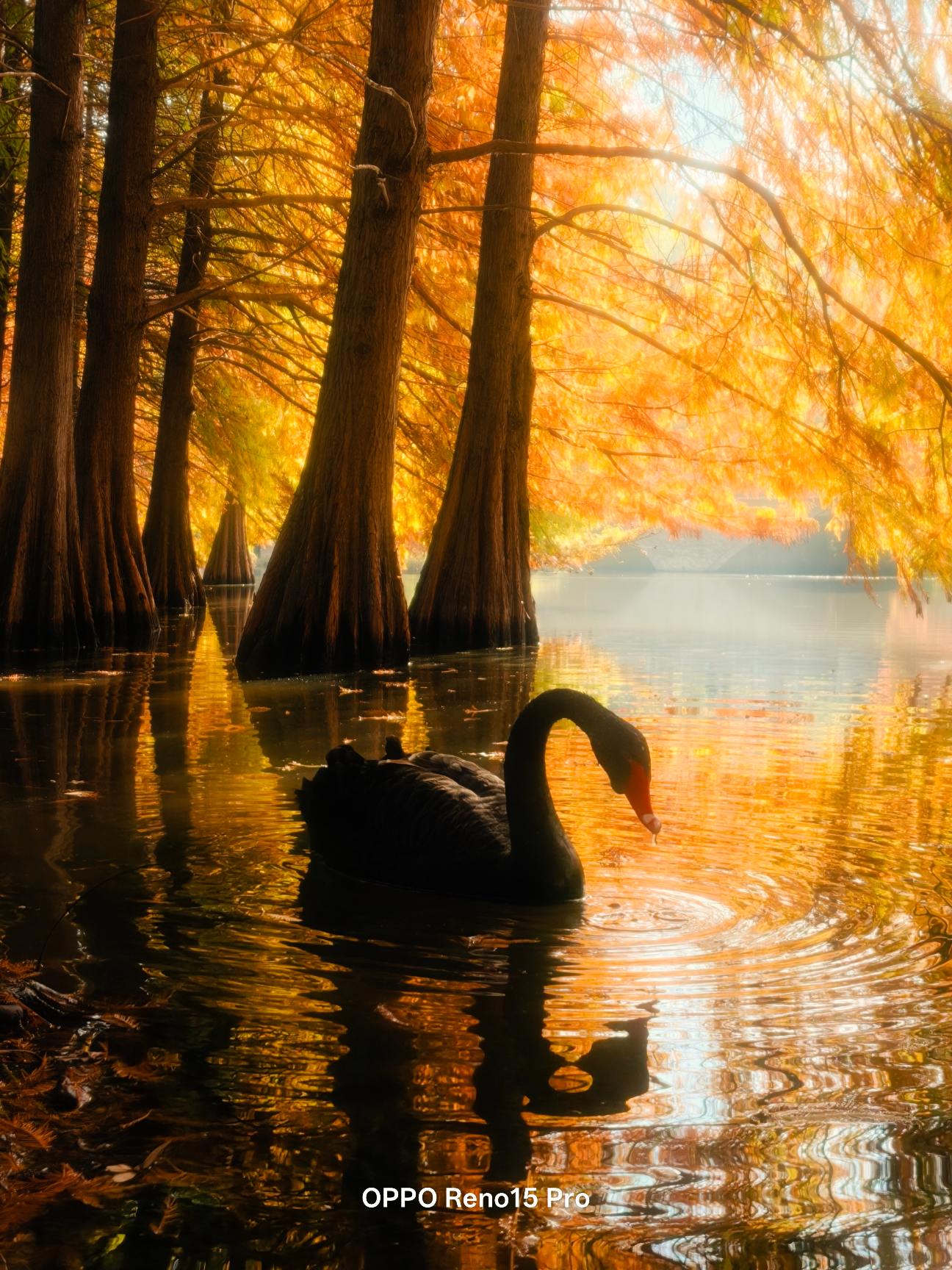 Live | 秋日最出圈的城市还得是南京 广东人想看秋天的心情谁懂啊！...