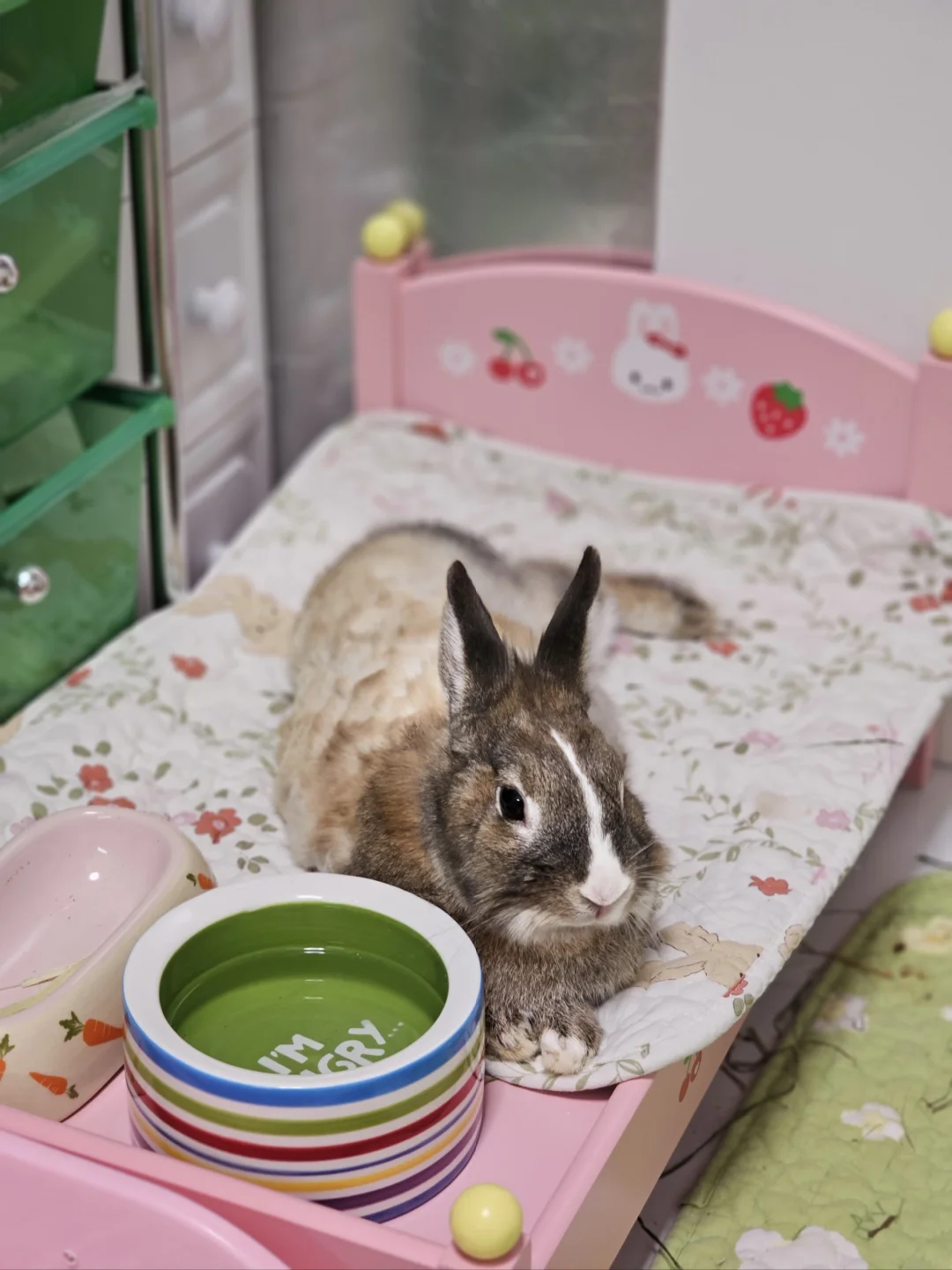 啷个会有这么可爱的小兔儿