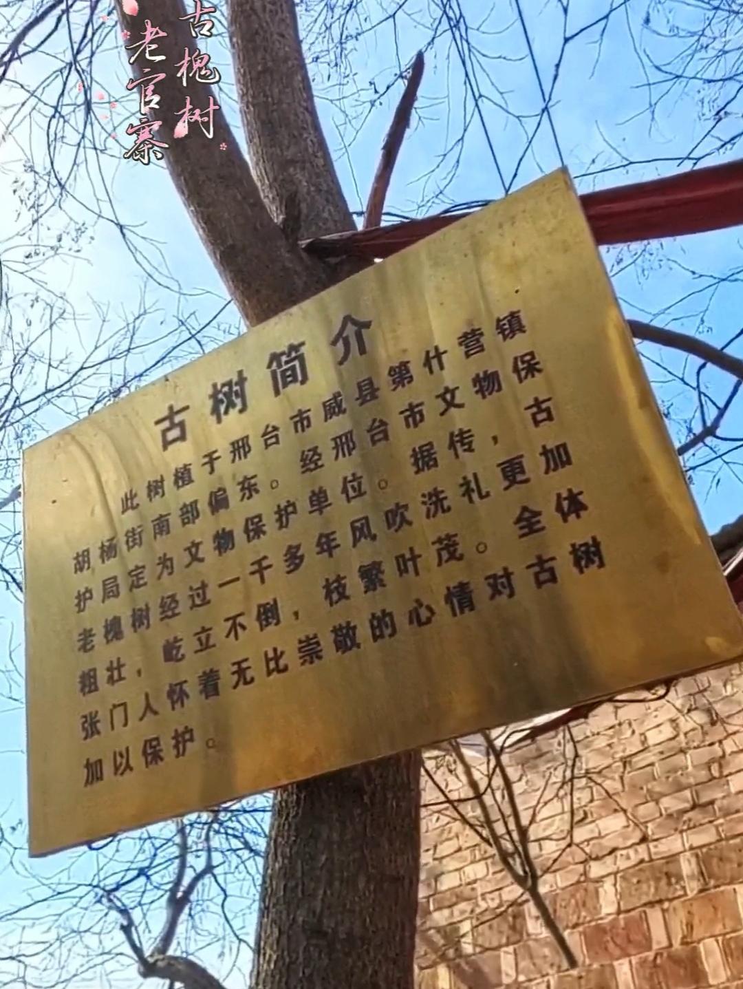 威县胡杨街村委会院内，生皂角树一株。其干粗壮，形高大，高约十五米，一人不能合抱。