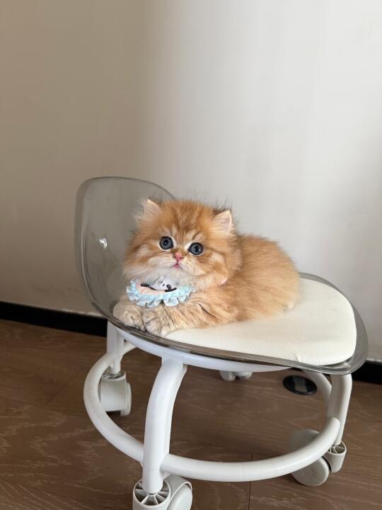 这种镜头感很强的小猫谁会拒绝呀～～～