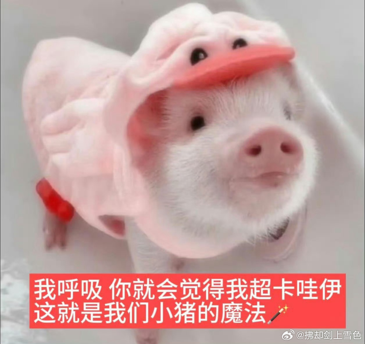 分享图片 