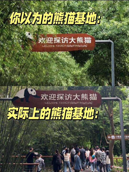 实话难听！但这就是熊猫基地4-5月份现状