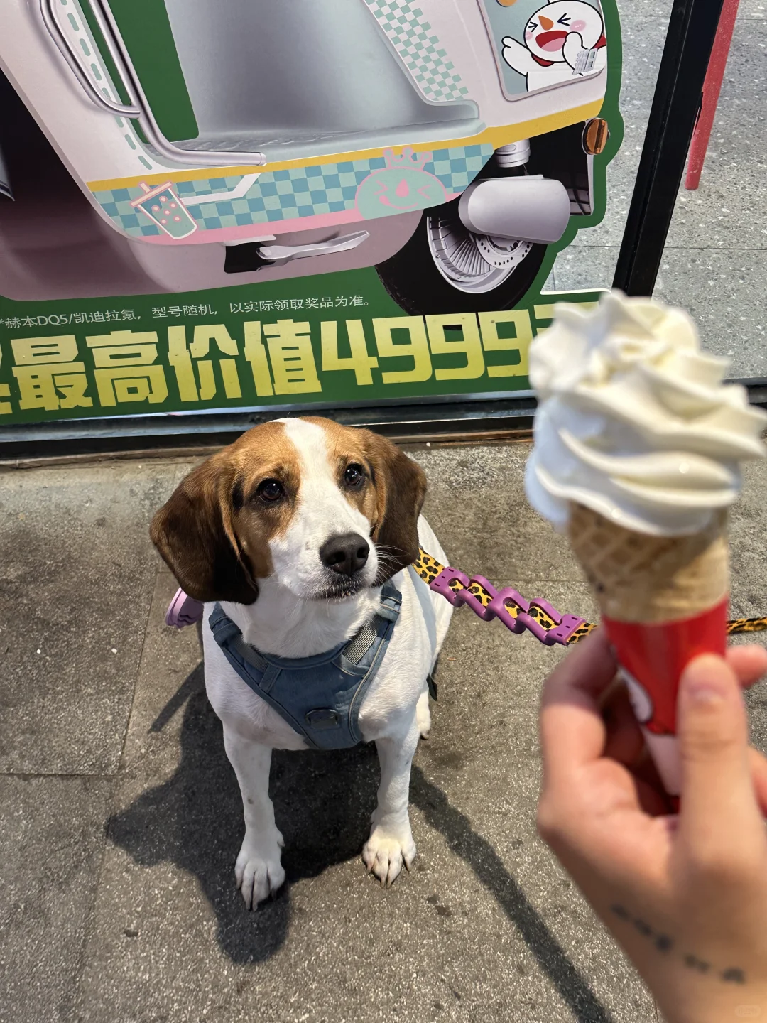 小狗咋这么爱吃蜜雪冰城