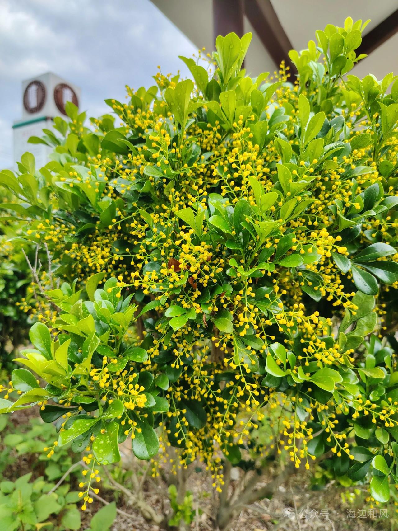 阳光洒满的黄色花海，生机勃勃的自然之美！🌞🌸这棵开满黄色小花的树真漂亮，让我