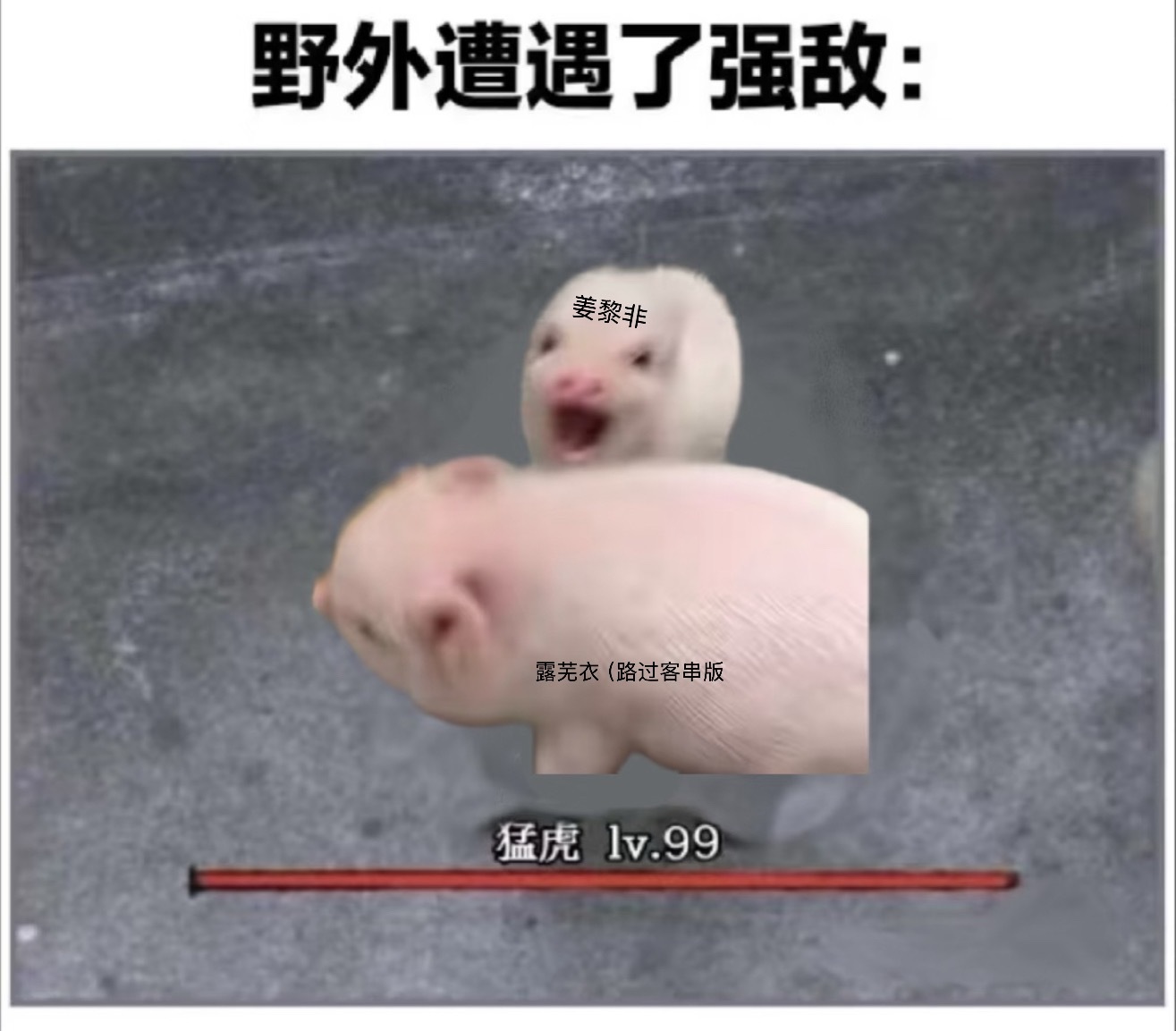 鞠婧祎姜黎非 🍃鞠婧祎千香 暂时没有发现姜黎非不猪的点