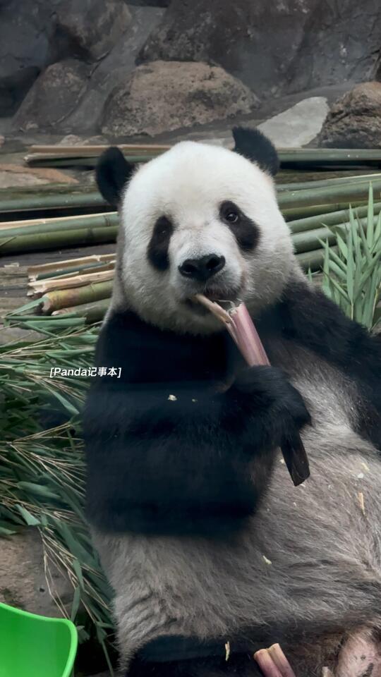 ee：拍照啦二宝！ 二宝：cheese！