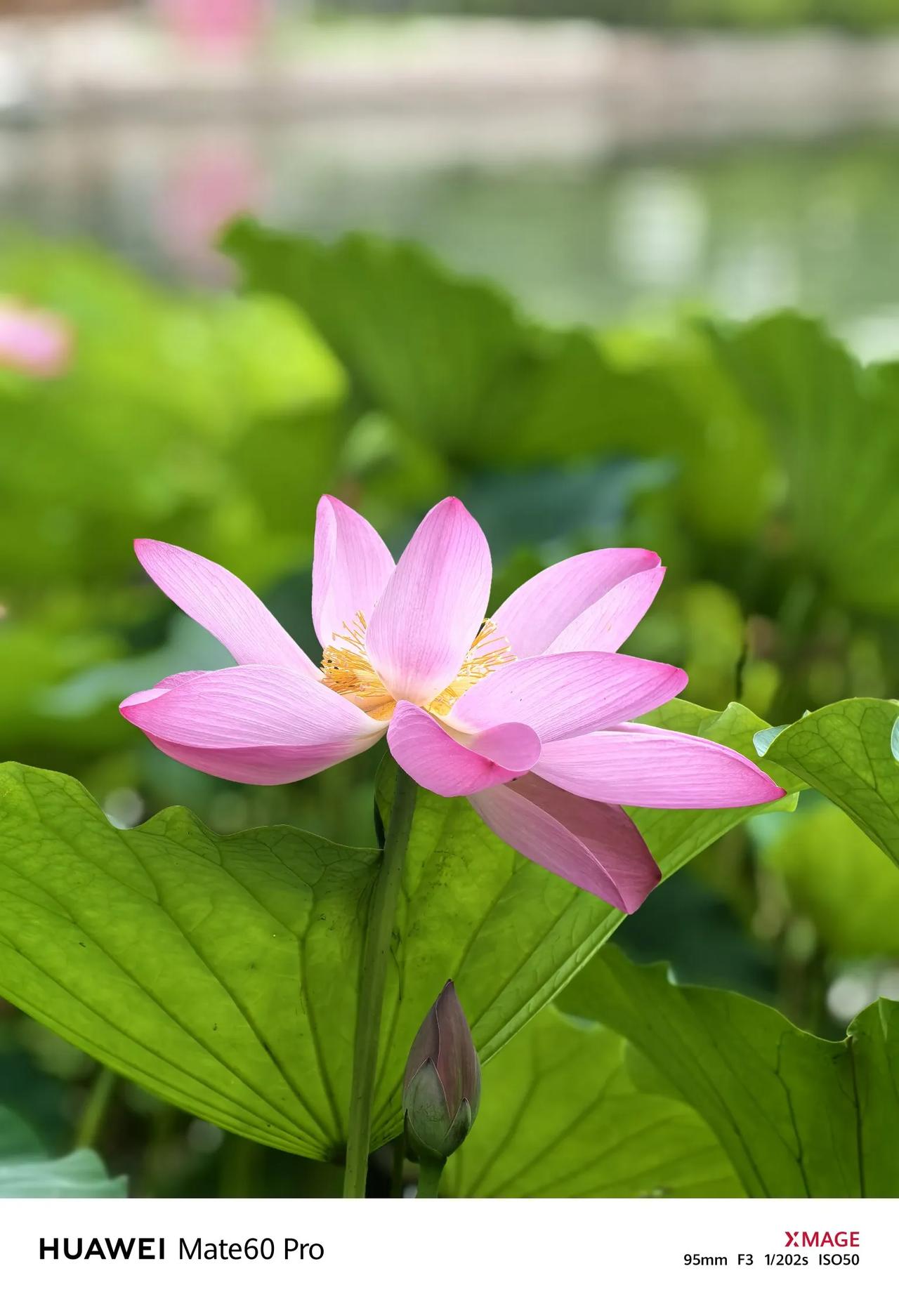 [原创]华为mate60 Pro不愧是拍照最牛的手机之一，自动模式拍的荷花色泽饱