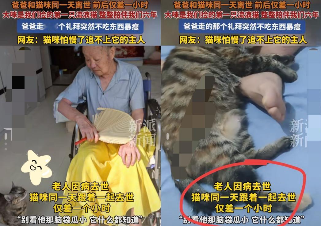 “这下科学也没法解释了！”山东烟台，一位老人离世，不料当天家里的猫咪也走了，而且