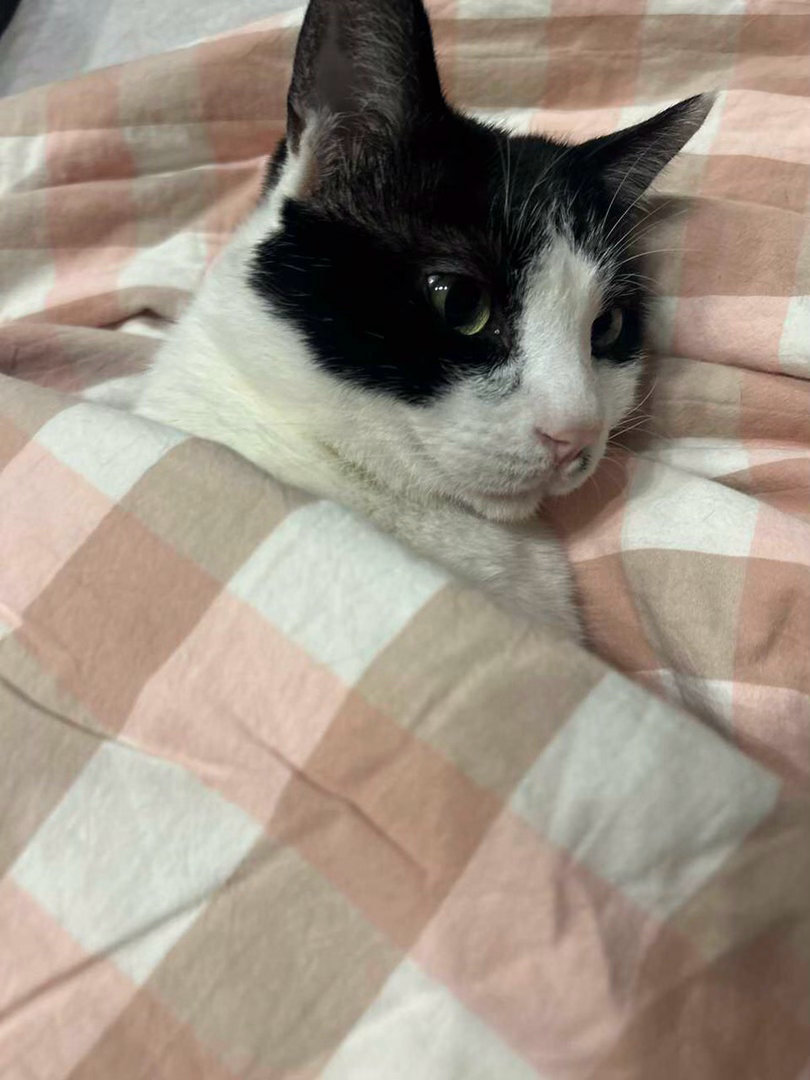 入睡跟练！不会睡觉的跟我练！daily奶牛猫 （投稿：） 