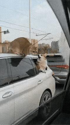 真有意思！这个黄猫太厉害了，路上堵车的时候，车上两个狗吵架，吵个不停，右边车的黄