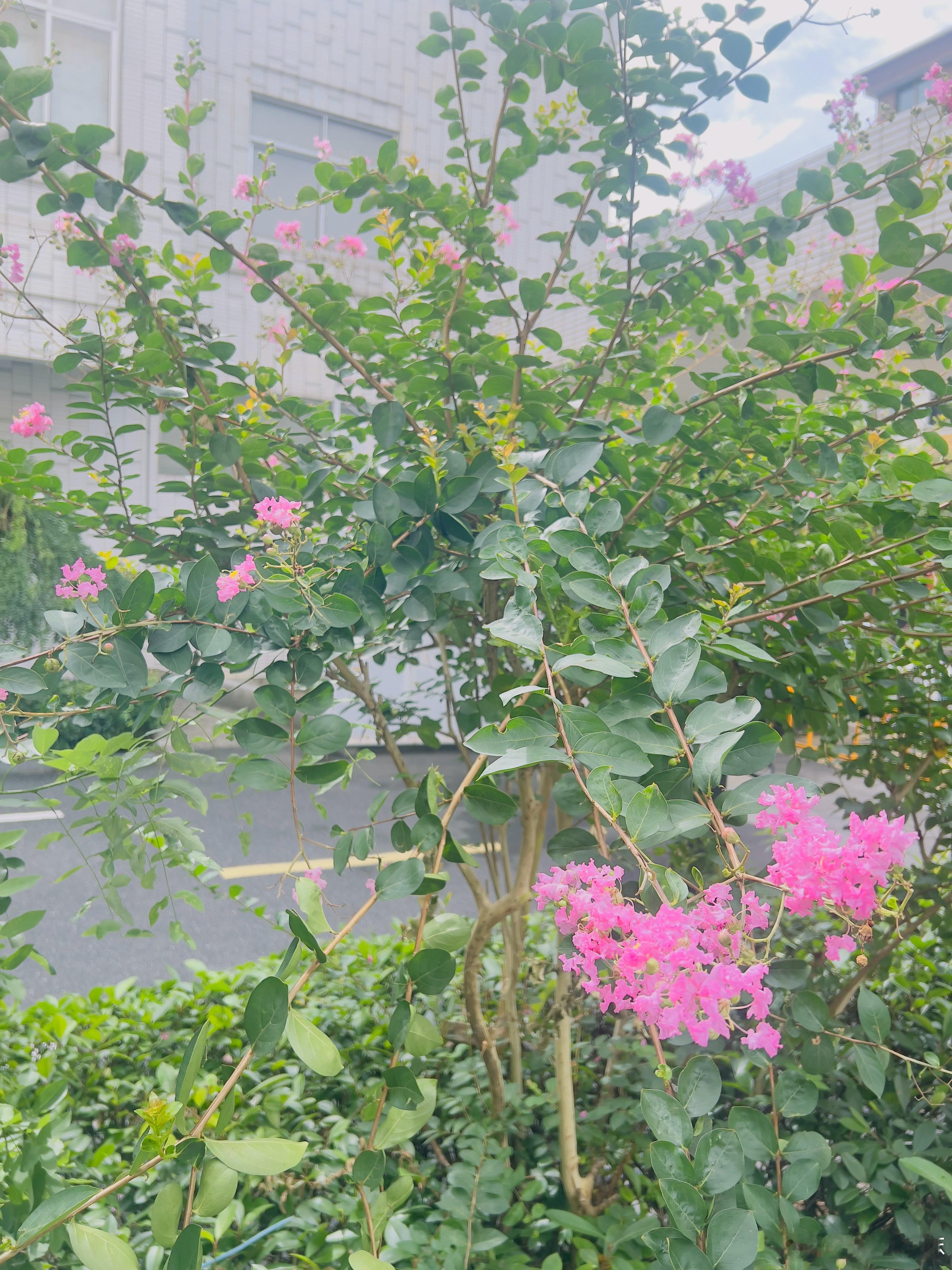 昨天偷懒没去买鲜奶，今天的咖啡是用常温奶泡的，真的口感差太多了