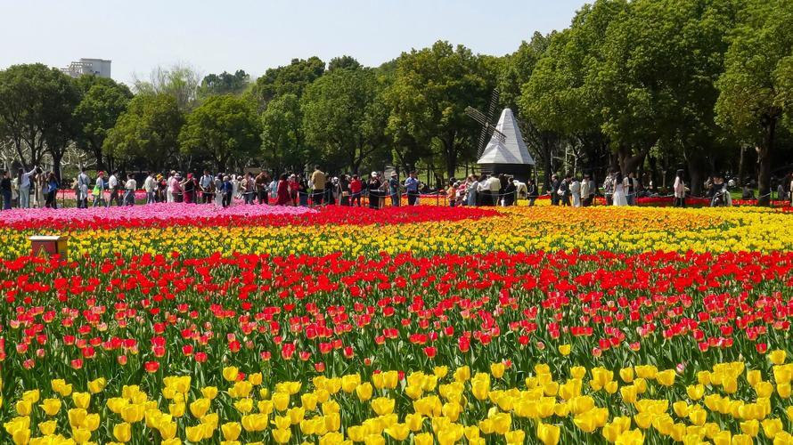 站在一片郁金香花田边，你会感到一种奇异的宁静。它不散发浓香，只以视觉的洪流冲击你