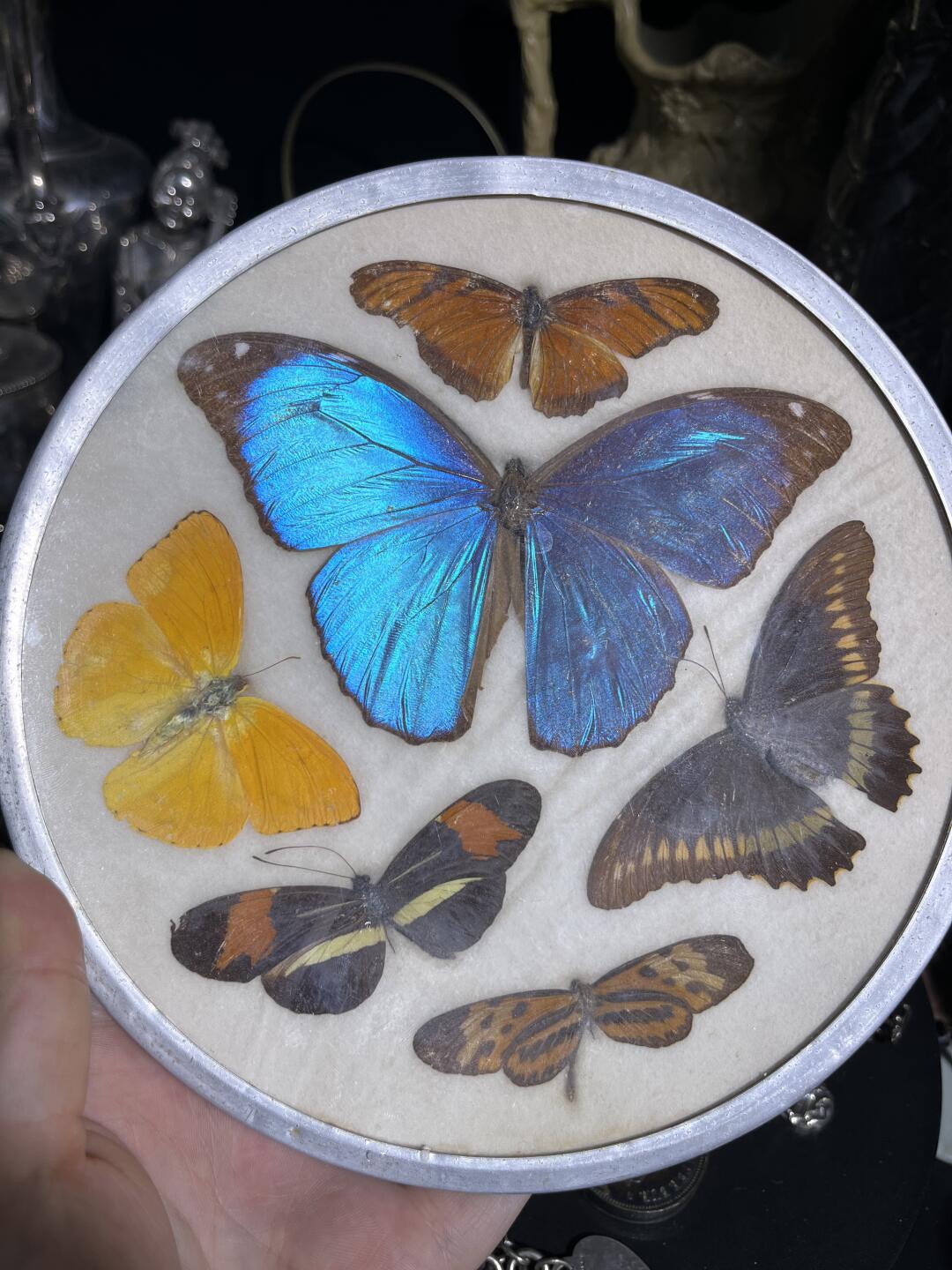 欧洲闪蝶赏盘