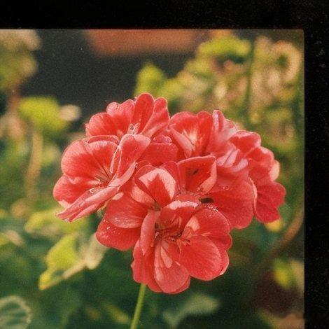 遇见艺术 新城事 花语 蔓性天竺葵的花语是"结婚礼物"