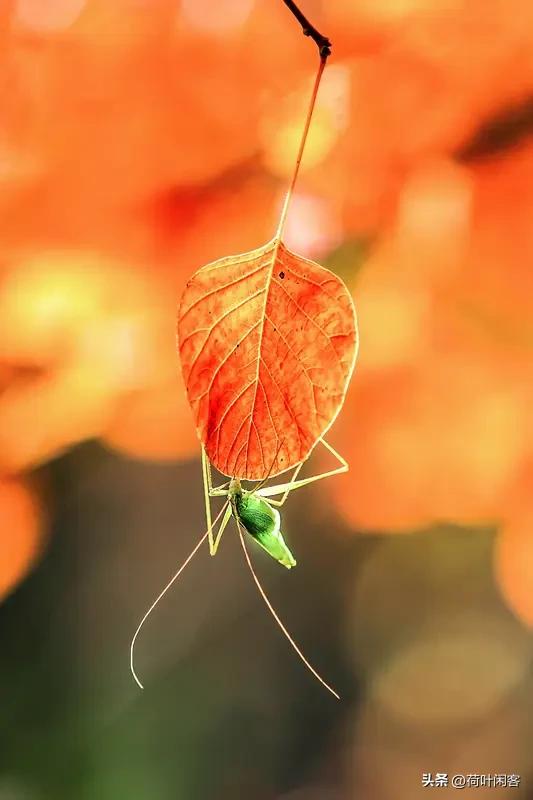 我裁秋叶作霓裳(辘轳体)
(次韵原玉)
一
我裁秋叶作霓裳，君剪春花羽衣装。
八