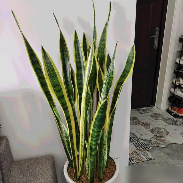 谁懂啊！最近刷到好多人纠结“家里能不能养虎皮兰”，老一辈都说得看养护方法！其实虎