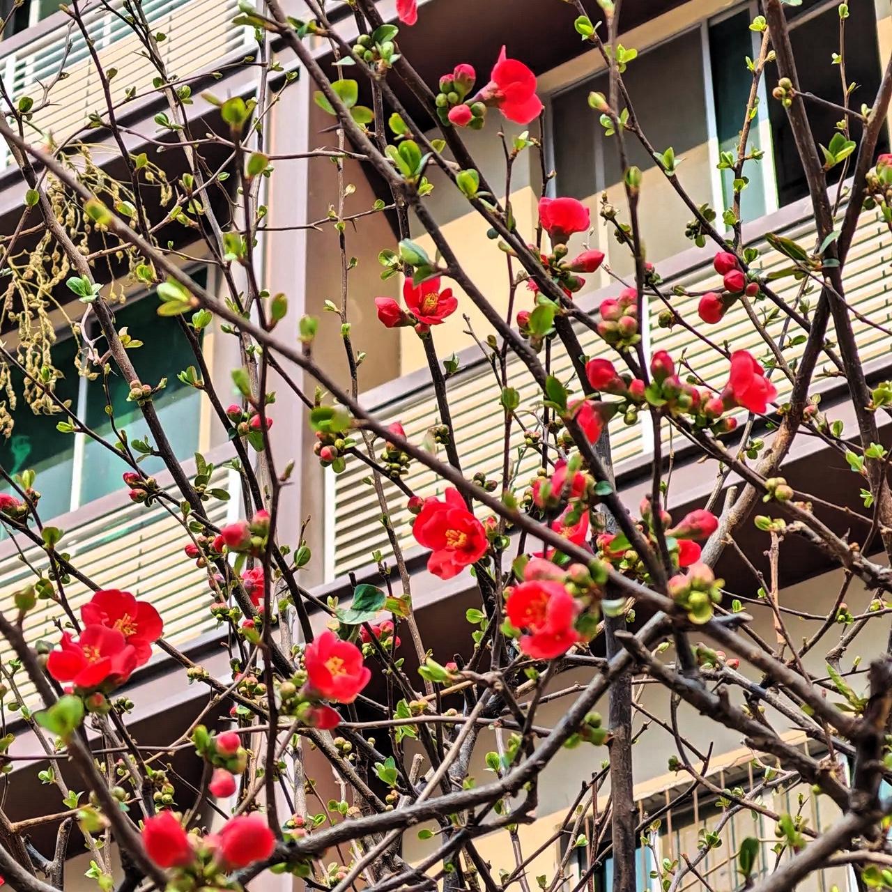 今年你家还有人来拜年吗？

刚刷到一句话：以前的年是用脚走出来的，现在的年是用手