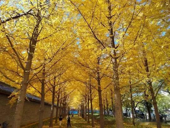 秋风起，落叶舞，人间如画。