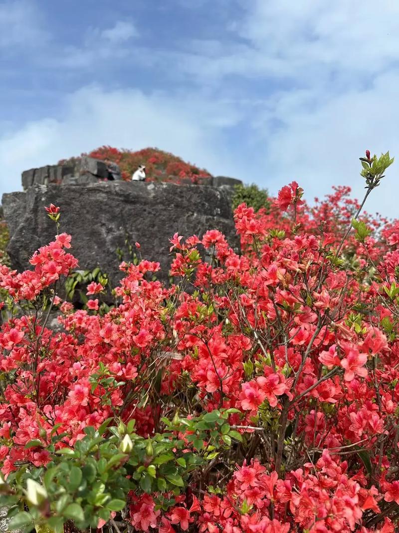 赏析：上联“春山花冉冉”绘山间繁花渐次开放之态，静谧而生机盎然；下联“春水柳依依